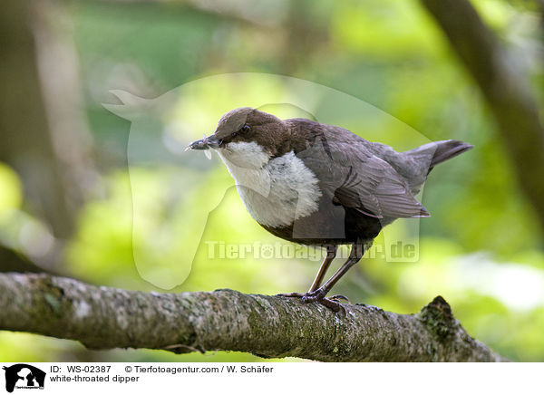 white-throated dipper / WS-02387