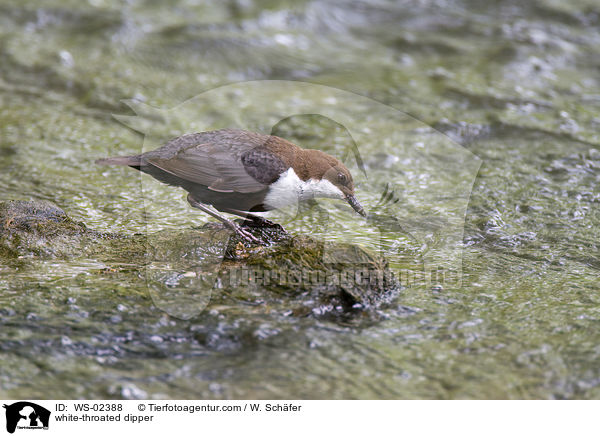 white-throated dipper / WS-02388