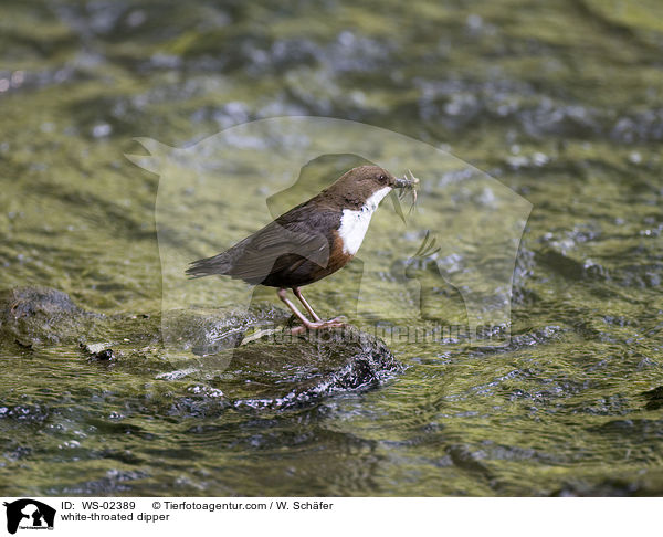 white-throated dipper / WS-02389