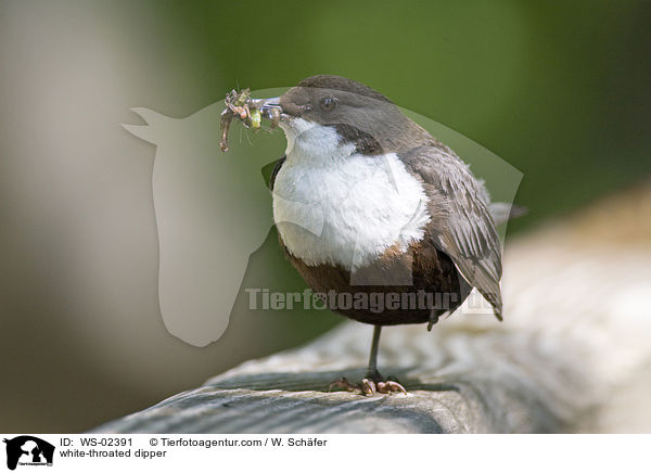 Wasseramsel / white-throated dipper / WS-02391