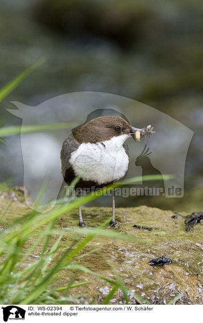 white-throated dipper / WS-02394