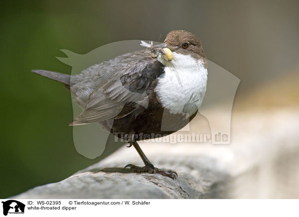 white-throated dipper / WS-02395