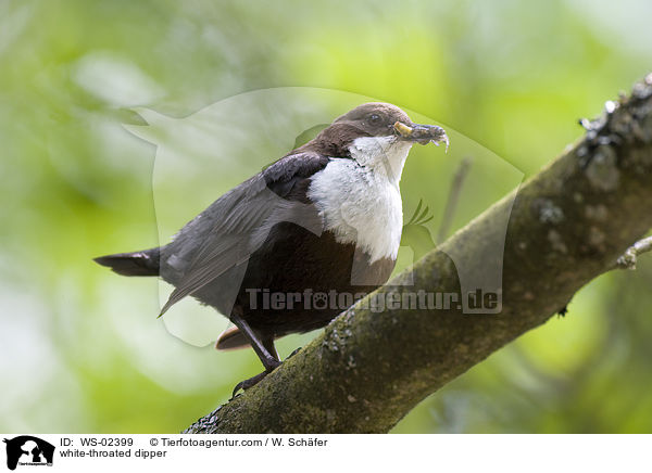 white-throated dipper / WS-02399