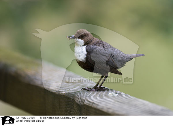 Wasseramsel / white-throated dipper / WS-02401
