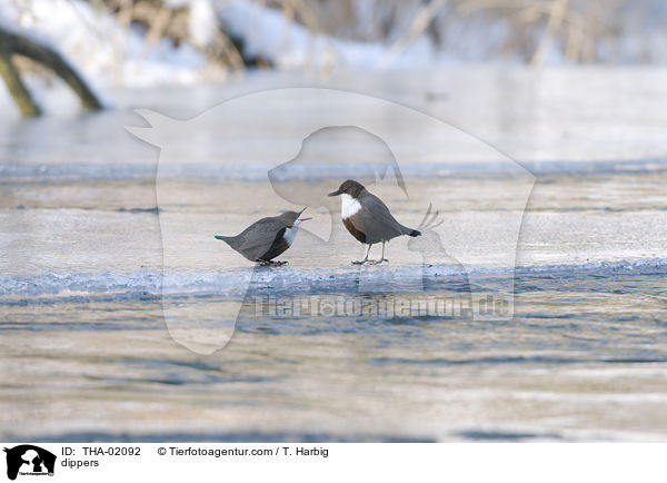 Eurasische Wasseramseln / dippers / THA-02092