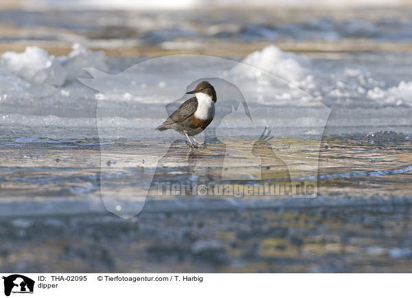 Eurasische Wasseramsel / dipper / THA-02095