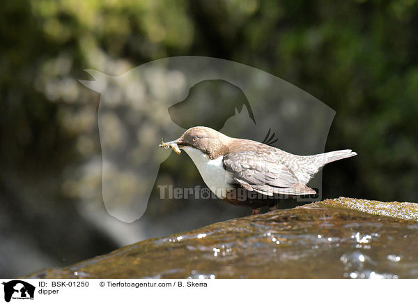 Wasseramsel / dipper / BSK-01250