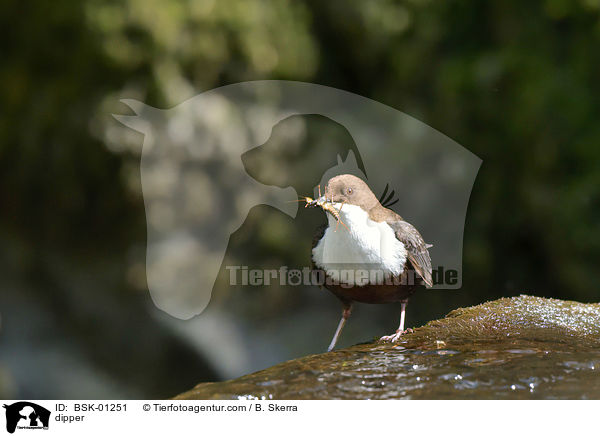 Wasseramsel / dipper / BSK-01251
