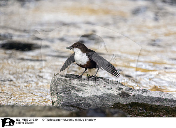 sitzende Wasseramsel / sitting Dipper / MBS-21639
