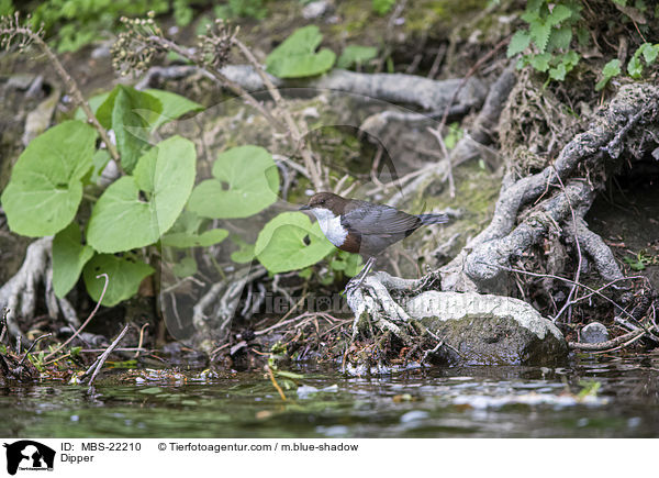 Wasseramsel / Dipper / MBS-22210