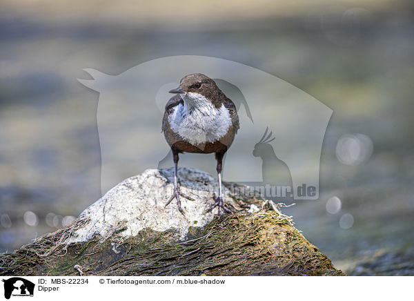 Wasseramsel / Dipper / MBS-22234