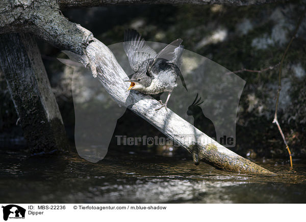 Wasseramsel / Dipper / MBS-22236