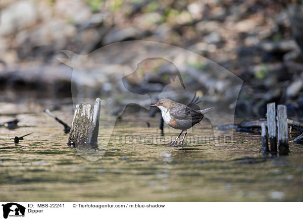 Wasseramsel / Dipper / MBS-22241