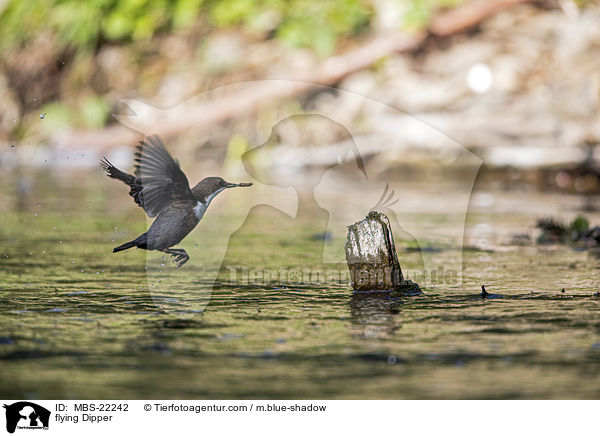 fliegende Wasseramsel / flying Dipper / MBS-22242