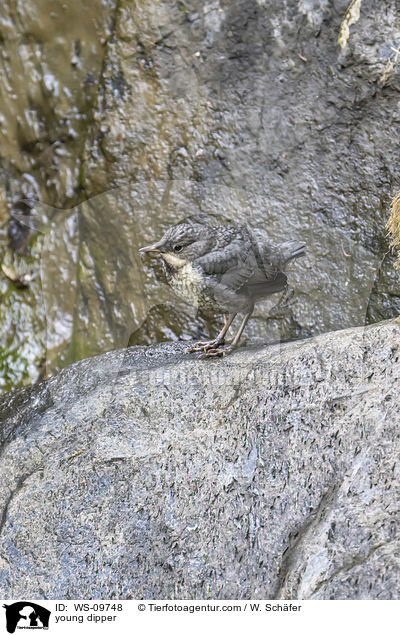 young dipper / WS-09748