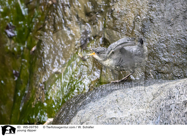 junge Wasseramsel / young dipper / WS-09750