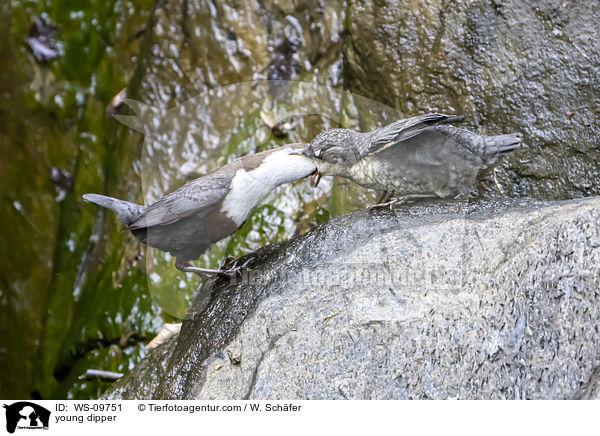 junge Wasseramsel / young dipper / WS-09751