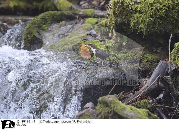 Wasseramsel / dipper, / FF-15117