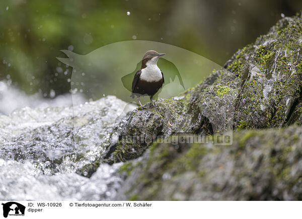 Wasseramsel / dipper / WS-10926