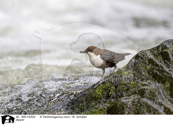 Wasseramsel / dipper / WS-10929