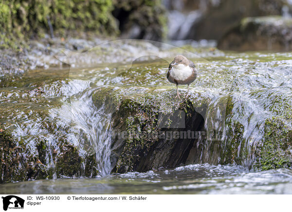 Wasseramsel / dipper / WS-10930