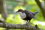 white-throated dipper