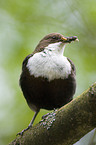 white-throated dipper