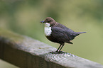 white-throated dipper