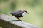 white-throated dipper