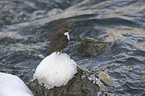 dipper