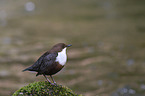 dipper