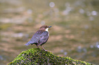 dipper