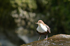 dipper