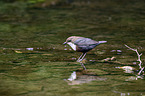 Dipper