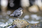 Dipper