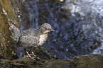 young dipper
