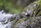 dipper