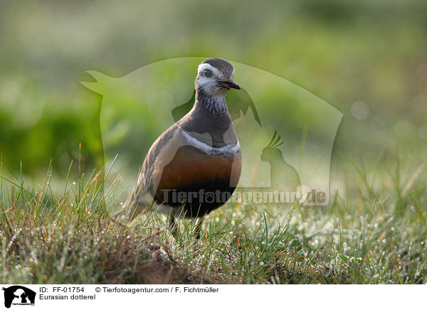 Mornellregenpfeifer / Eurasian dotterel / FF-01754