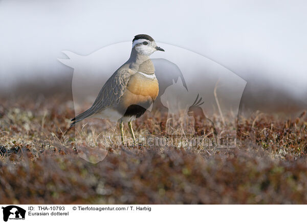 Mornellregenpfeifer / Eurasian dotterel / THA-10793
