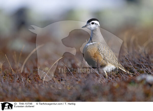 Mornellregenpfeifer / Eurasian dotterel / THA-10796