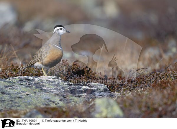 Mornellregenpfeifer / Eurasian dotterel / THA-10804