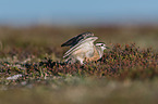 Eurasian dotterel