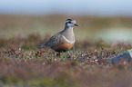 Eurasian dotterel