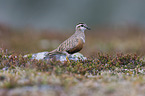 Eurasian dotterel