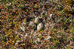 Eurasian dotterel eggs