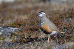 Eurasian dotterel