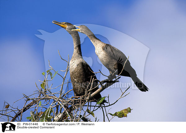 Ohrenscharbe / Double-crested Cormorant / PW-01446