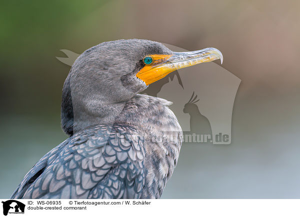 Ohrenscharbe / double-crested cormorant / WS-06935