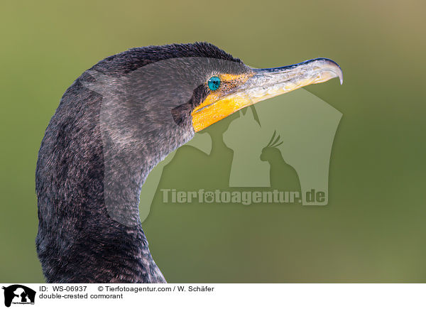 Ohrenscharbe / double-crested cormorant / WS-06937