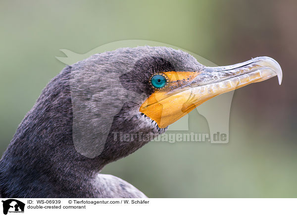 double-crested cormorant / WS-06939